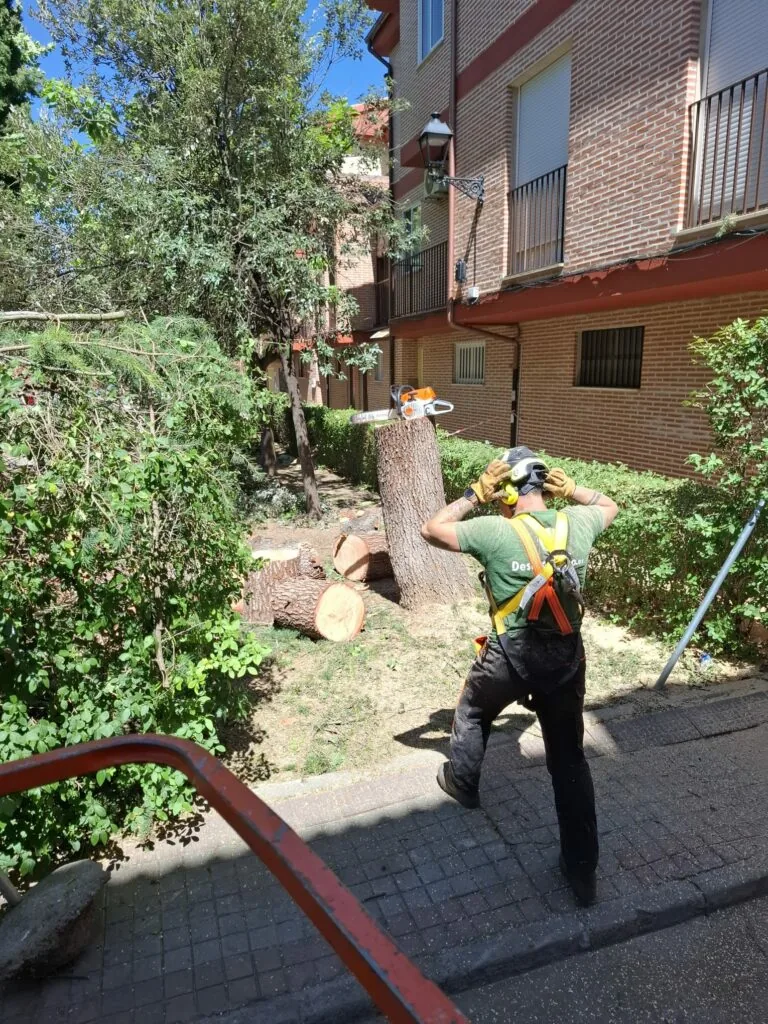 Desbroce profesional y maquinaria